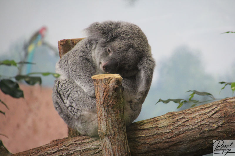 ZooParc de Beauval