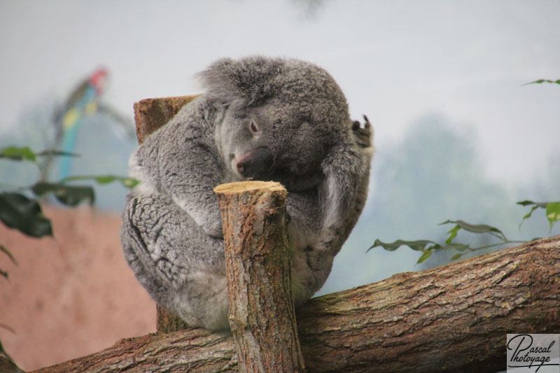 ZooParc de Beauval