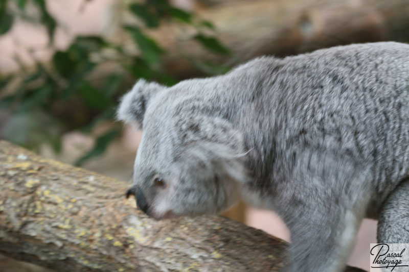 ZooParc de Beauval