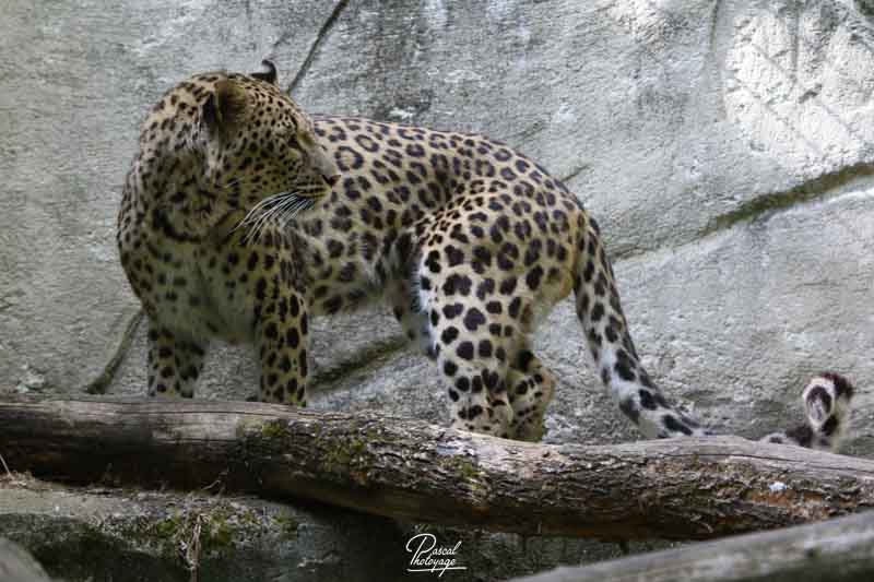 zoo_de_beauval_14_15_juillet_2016_4638.jpg