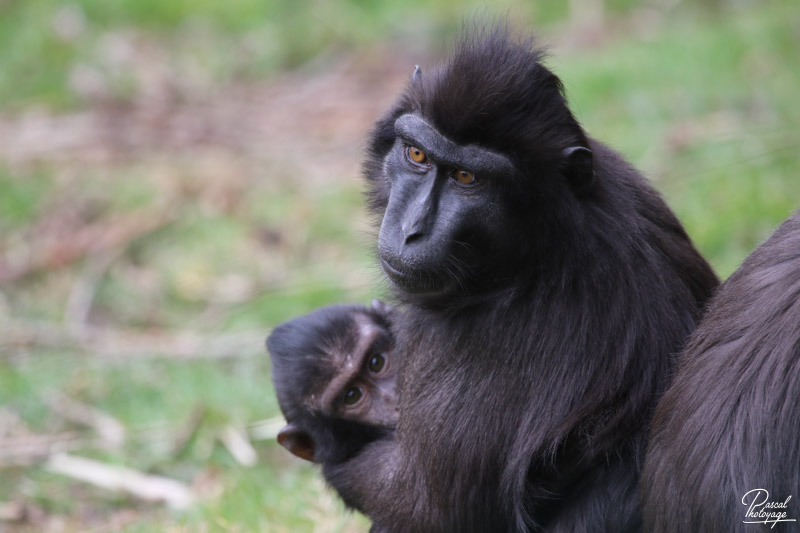 Macaque noir à crête