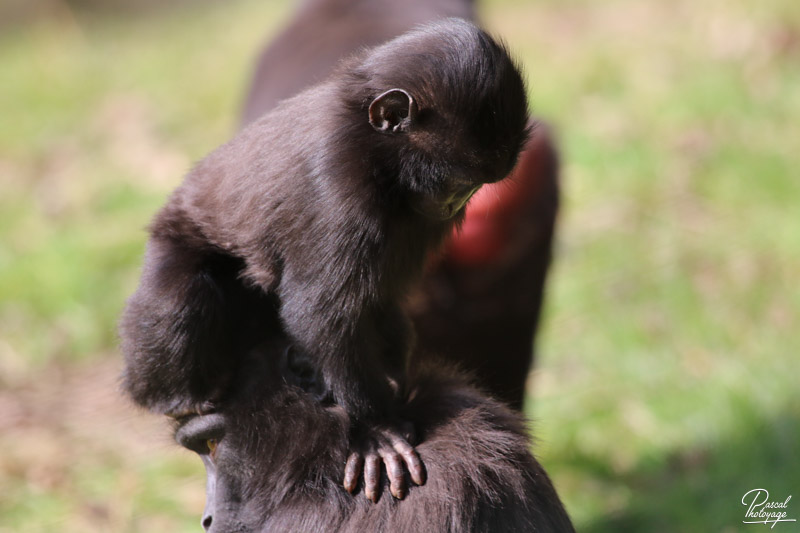 Zoo de Cerza