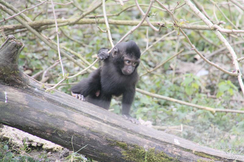 Zoo de Cerza