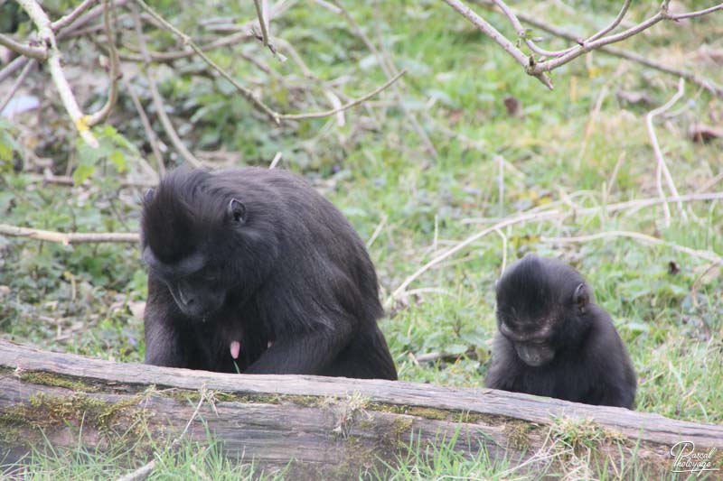 Zoo de Cerza