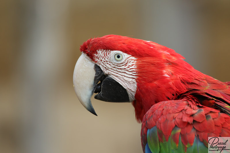 Ara chloroptère