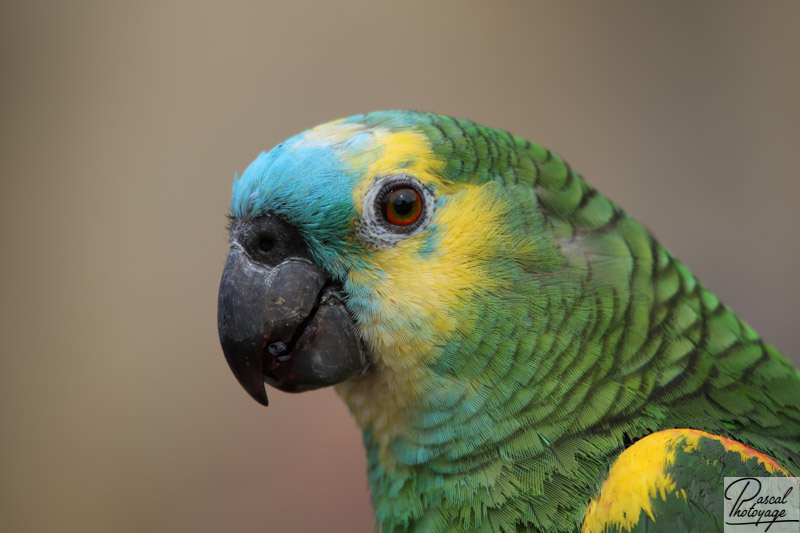 Amazone à front bleu