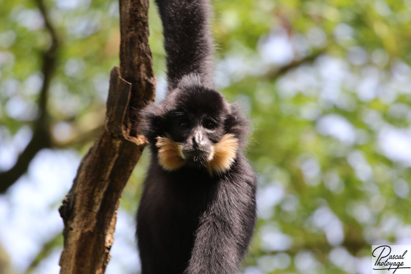 Gibbon à favoris roux