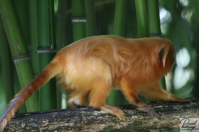 BioParc de Doué La Fontaine