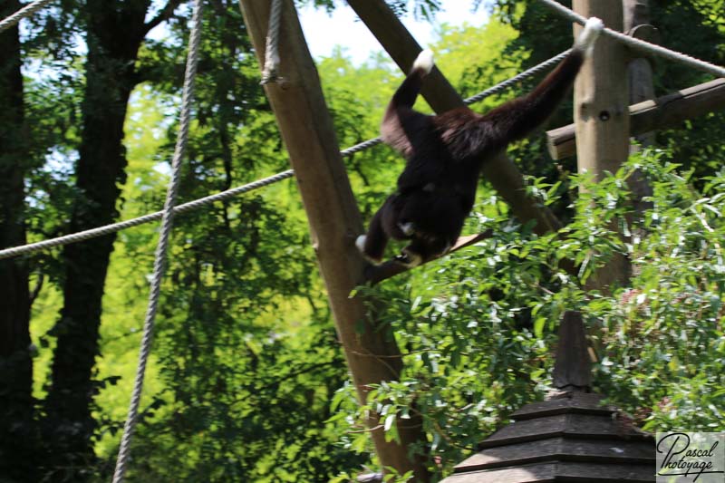 BioParc de Doué La Fontaine