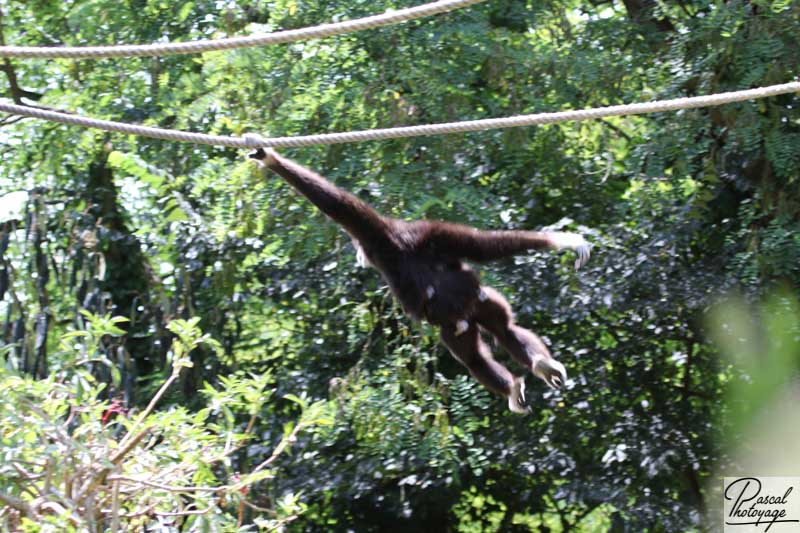 BioParc de Doué La Fontaine