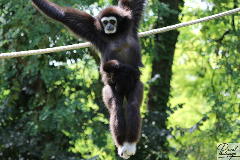 BioParc de Doué La Fontaine