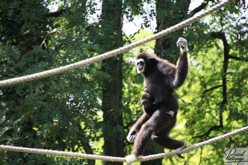 BioParc de Doué La Fontaine