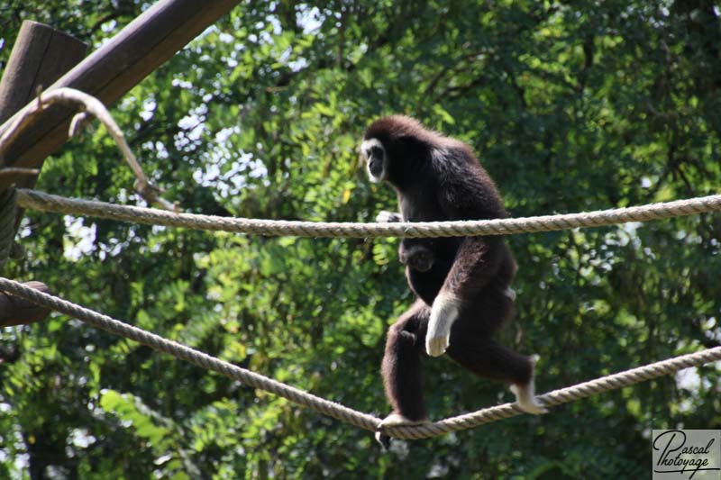 BioParc de Doué La Fontaine