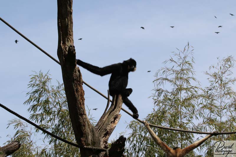 BioParc de Doué La Fontaine