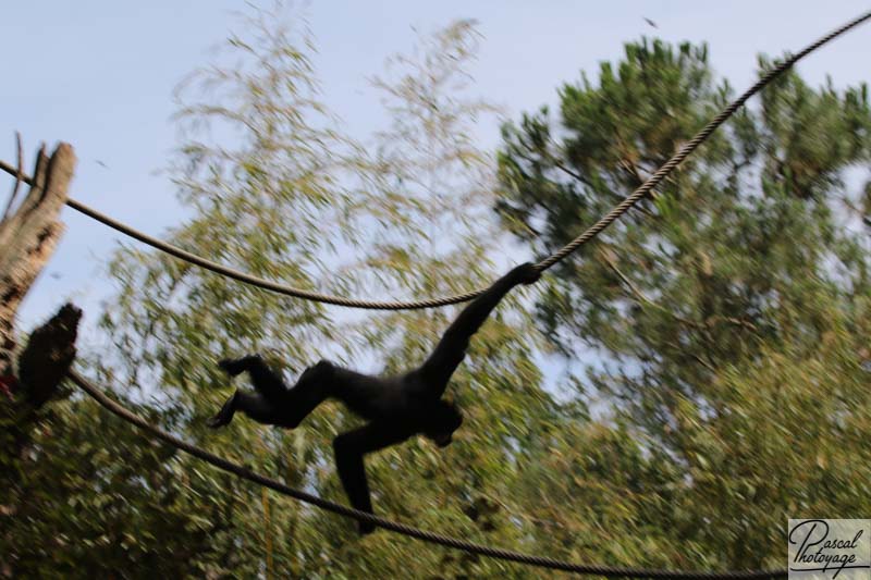 BioParc de Doué La Fontaine