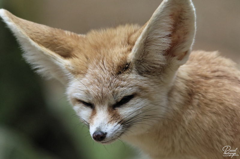 Fennec