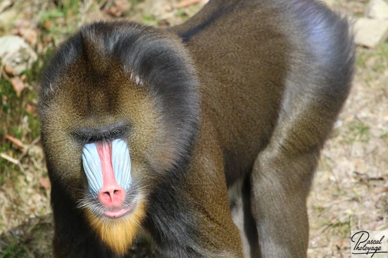 Mandrill