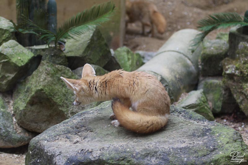 Zoo de Jurques