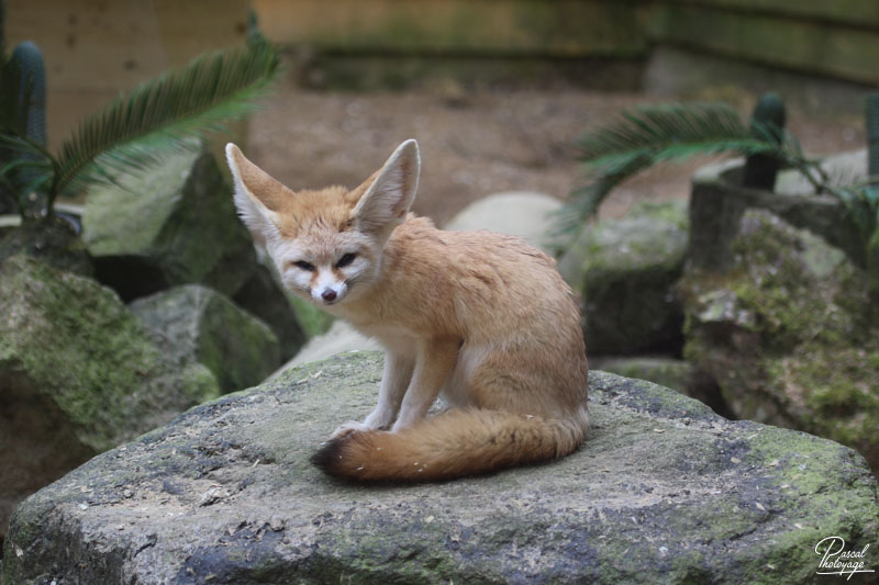 Zoo de Jurques