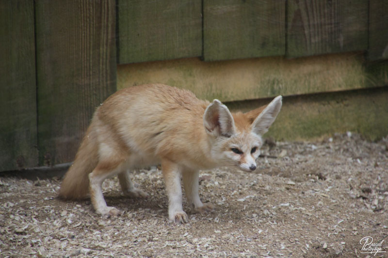 Zoo de Jurques