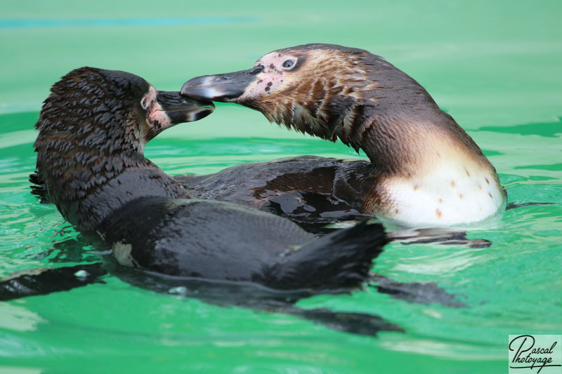 Zoo de Jurques