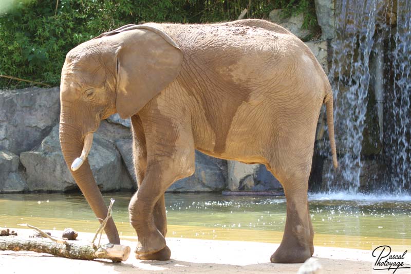 Éléphant d'Afrique