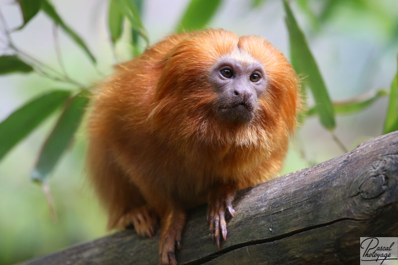 Tamarin lion doré