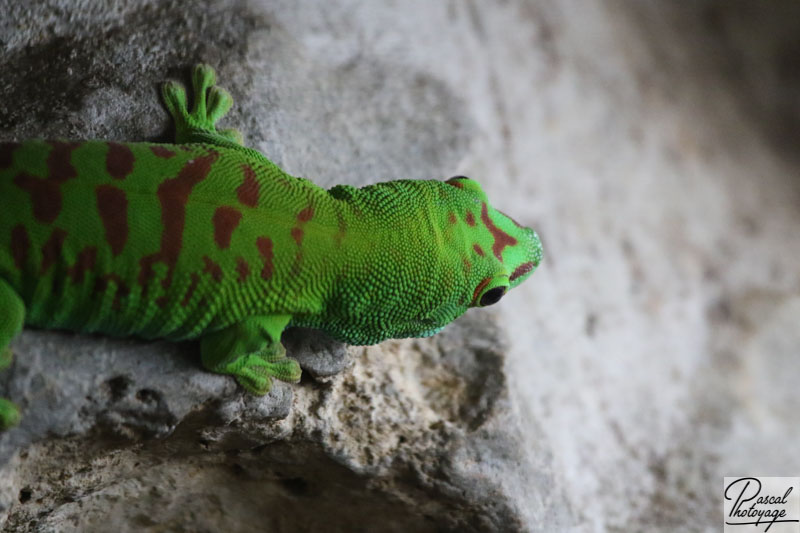 Zoo de La Flèche