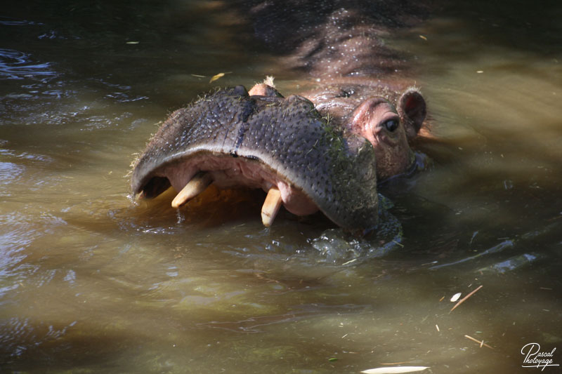 Zoo de La Flèche