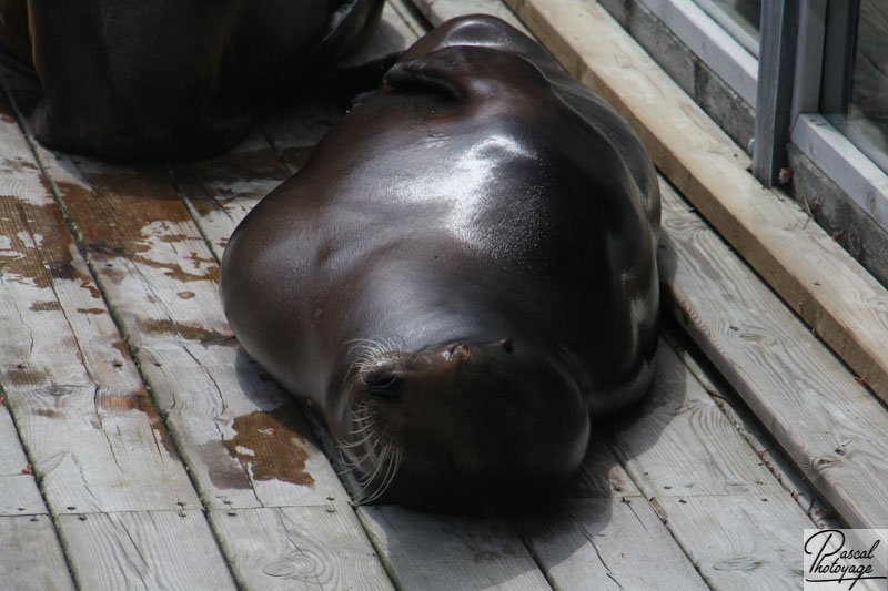 Zoo de La Flèche