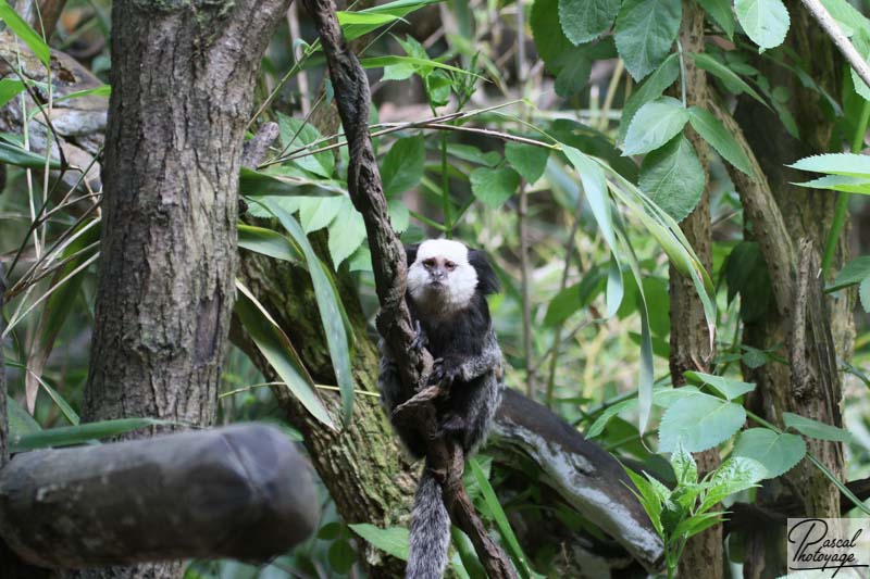 Zoo de La Flèche