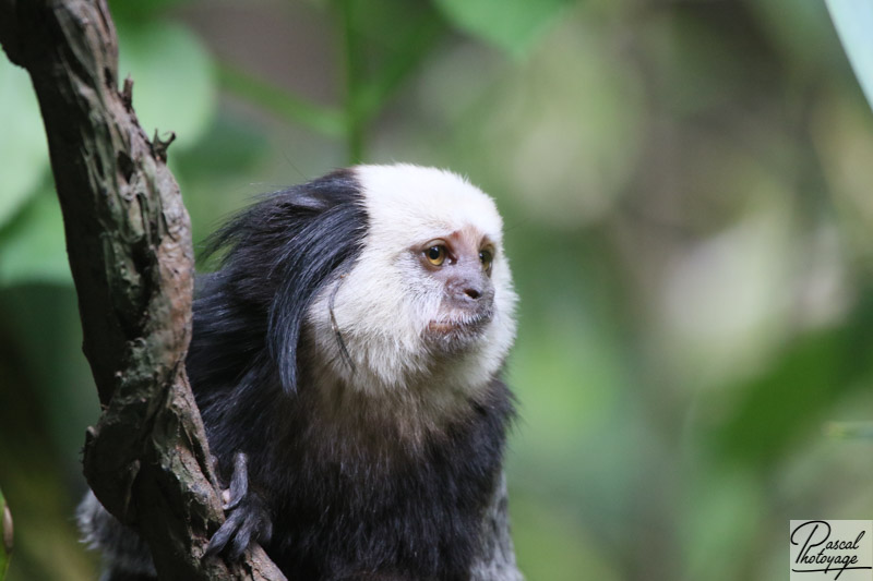 Zoo de La Flèche