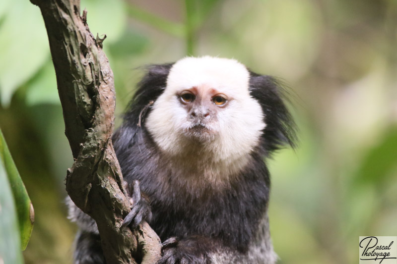 Zoo de La Flèche