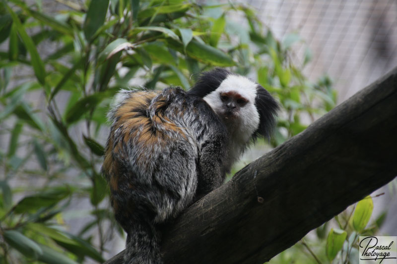 Zoo de La Flèche