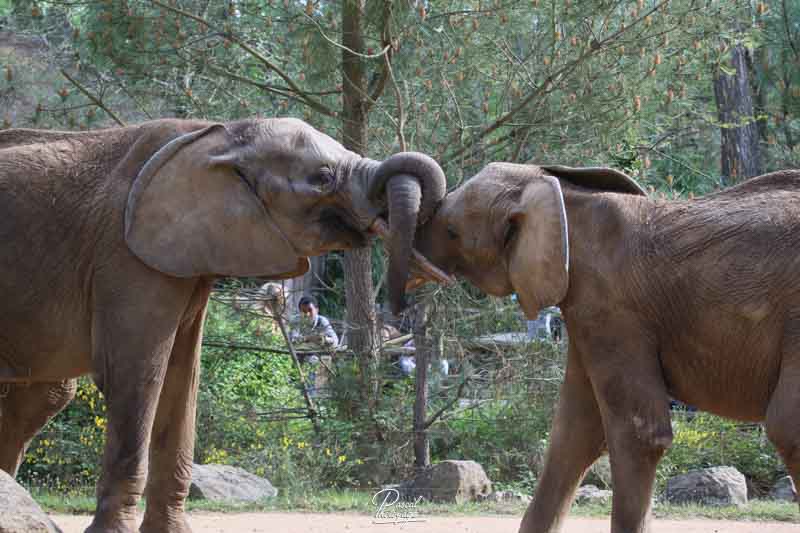 zoo_de_la_fleche_-_14_et_15_avril_2017_-_2152.jpg