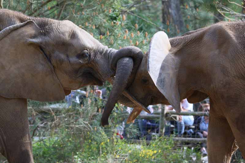 zoo_de_la_fleche_-_14_et_15_avril_2017_-_2153.jpg