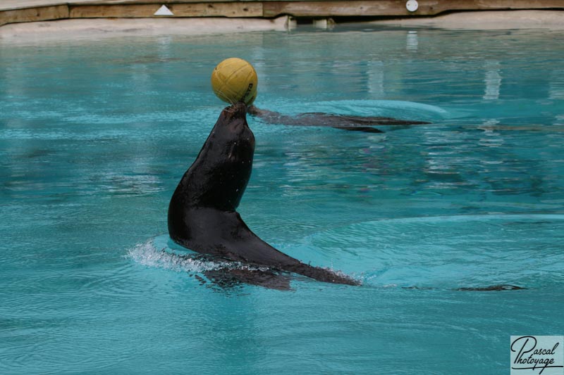 Zoo de La Flèche