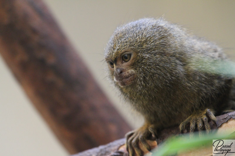 Zoo de Mulhouse