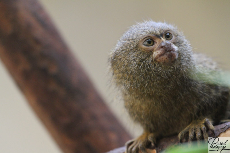 Zoo de Mulhouse