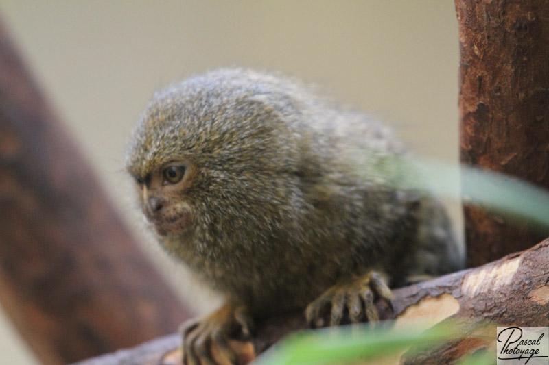 Zoo de Mulhouse