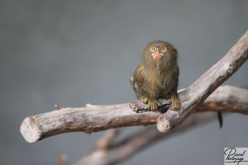 Zoo de Mulhouse