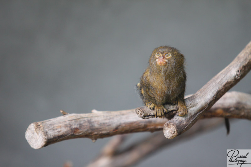 Zoo de Mulhouse