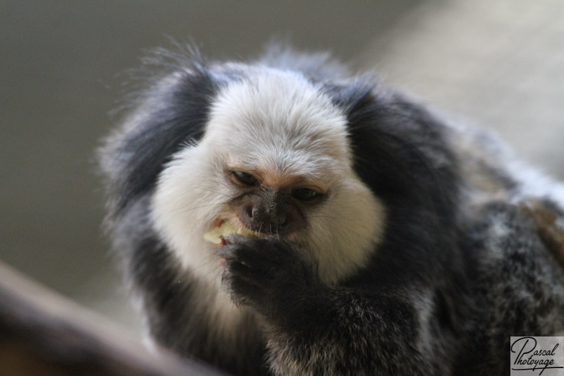 Zoo de Mulhouse