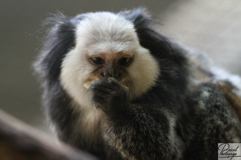 Zoo de Mulhouse