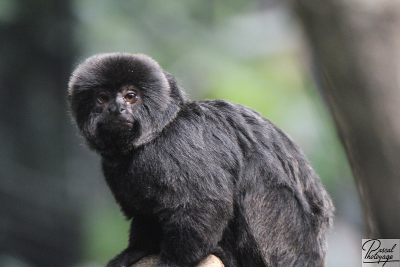 Tamarin de Goeldi