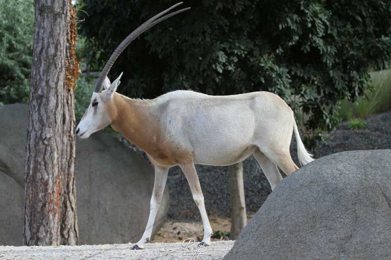 Parc zoologique de Paris