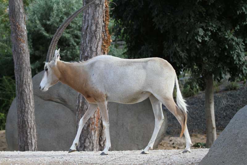 Parc zoologique de Paris