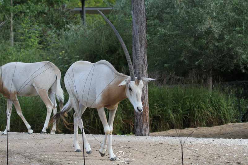 Parc zoologique de Paris