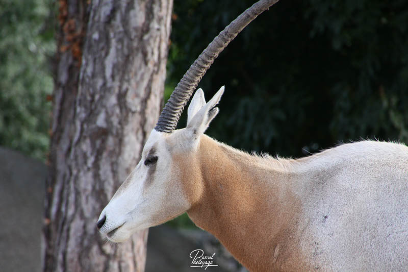 Parc zoologique de Paris