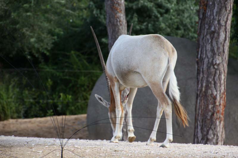 Parc zoologique de Paris